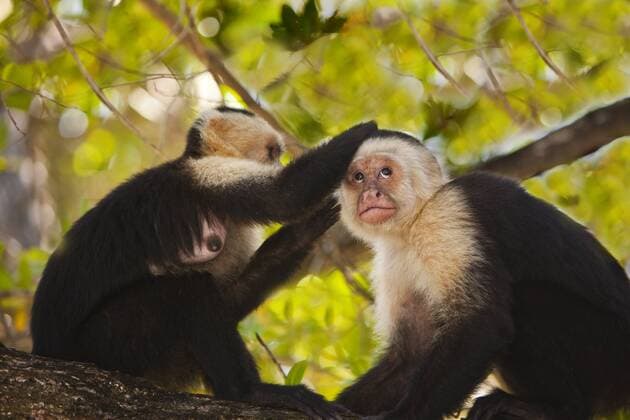 White Faced Monkeys ( Cebus Capucinus) in trees on Fantasy Island Roatan in Honduras.  Copyright: xJoexRestucciaxIIIx xDanitaxDelimont SA12 JRE0015