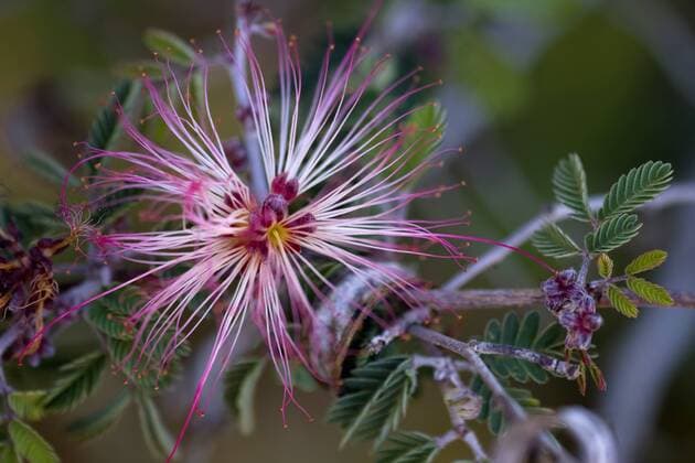 Fairy Duster, Calliandra eriophylla, Sonoran Desert, Desert Botanical Garden, Phoenix, Arizona, USA  Copyright: xFrankxZureyx xDanitaxDelimont US03 FZU0024