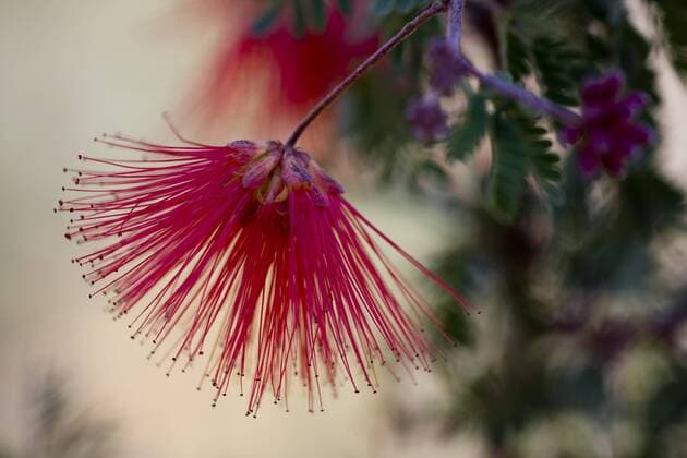 Fairy Duster, Calliandra eriophylla, Sonoran Desert, Desert Botanical Garden, Phoenix, Arizona, USA  Copyright: xFrankxZureyx xDanitaxDelimont US03 FZU0025
