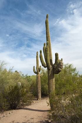 Phoenix, Arizona. Saguaro cactus in Desert Botanical Garden.  Copyright: xMichaelxDeFreitasx xDanitaxDelimont US03 MDE0003