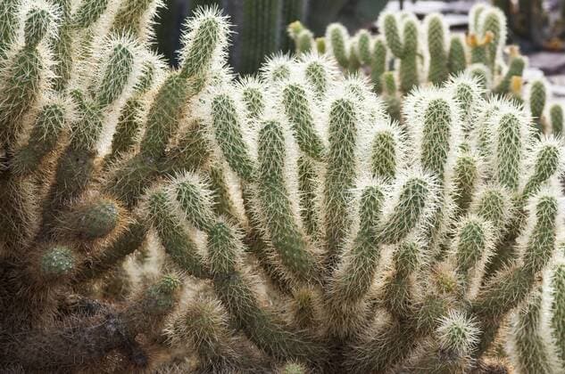Phoenix, Arizona. Cactus at the Desert Botanical Garden.  Copyright: xMichaelxDeFreitasx xDanitaxDelimont US03 MDE0012