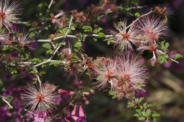 Fairy Duster, Calliandra eriophylla, Sonoran Desert, Desert Botanical Garden, Phoenix, Arizona, USA  Copyright: xSherryxZureyx xDanitaxDelimont US03 SZU0002