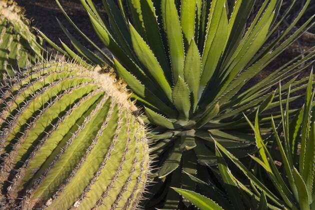 Golden Barrel Cactus, Echinocactus grusonii,and Century Plant, Agave americana, Sonoran Desert, Desert Botanical Garden, Phoenix, Arizona, USA  Copyright: xSherryxZureyx xDanitaxDelimont US03 SZU0003