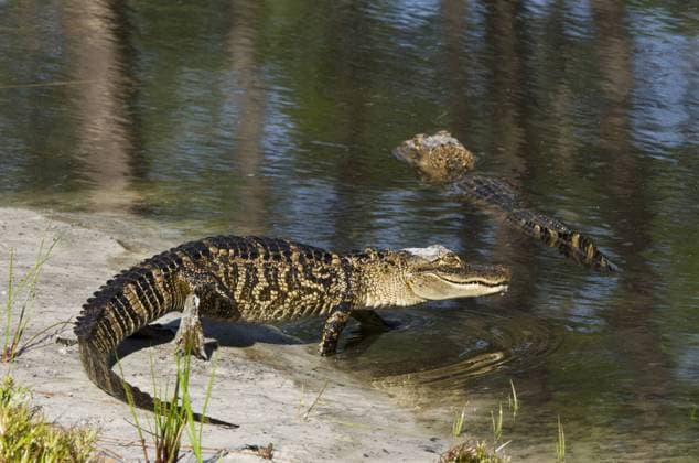 USA: Georgia American alligator (Alligator mississippiensis), Okefenokee National Wildlife Refuge, Florida, USA  Copyright: xPetexOxfordx xDanitaxDelimont US10 POX0025
