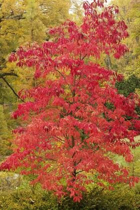 Sourwood tree in autumn color, Longwood Gardens, PA  Copyright: xAdamxJonesx xDanitaxDelimont US39 AJE0012