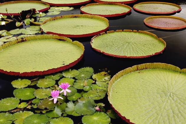 Water lily and lily pad pond, Longwood Gardens, PA  Copyright: xAdamxJonesx xDanitaxDelimont US39 AJE0015