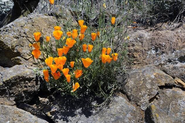 Kalifornischer Kappenmohn, Kalifornischer Kappen-Mohn, Kalifornischer Goldmohn, Kalifornischer Gold-Mohn, Schlafmuetzchen, Kalifornischer Mohn (Eschscholzia californica), verwildert zwischen Felsen, Kanaren, Teneriffa Californian poppy, California poppy, gold poppy (Eschscholzia californica), naturalizedbetween rocks, Canary Islands, Tenerife BLWS440139 Copyright: xblickwinkel McPHOTO I.xSchulzx