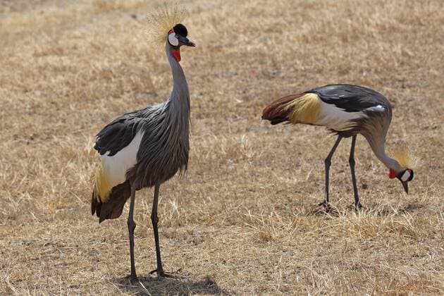 IMAGO Nature: Unsere Erde, Klimawandel, Dürren Kronenkraniche, Grauhals-Kronenkraniche (Balearica regulorum), Ngorongoro Krater, Serengeti, Weltnaturerbe der UNESCO, Tansania, Ostafrika, Afrika Copyright: imageBROKER/JustusxdexCuveland ibxuve04402237.jpg
