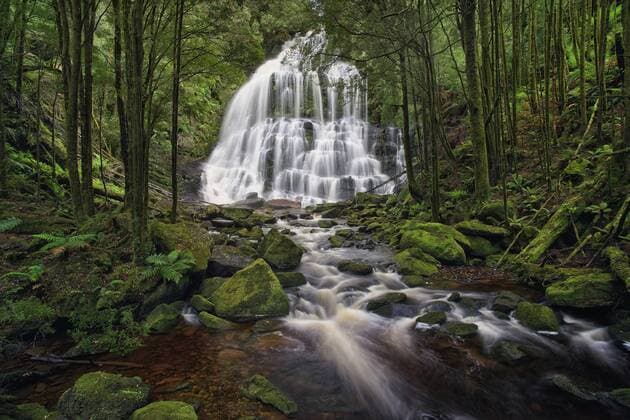 Nelson Falls, in cool temperate rainforest. Franklin-Gordon Wild Rivers National Park, West Coast, Tasmania, Australia CopyrightxDennisxHarding AUSCAPExAllxrightsxreserved