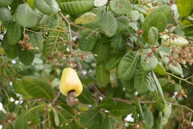 Fruit, cashew, LenÃßois Maranhense, City, Santo Amaro, Sao Luis, Barreirinhas, Maranhao, Brazil  xLG-08492x