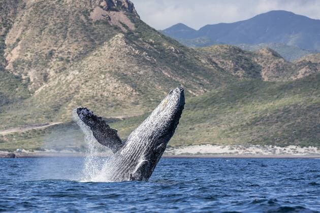 Adult humpback whale (Megaptera novaeangliae), breaching in the shallow waters of Cabo Pulmo, Baja California Sur, Mexico, North America Copyright: MichaelxNolan 1112-3160