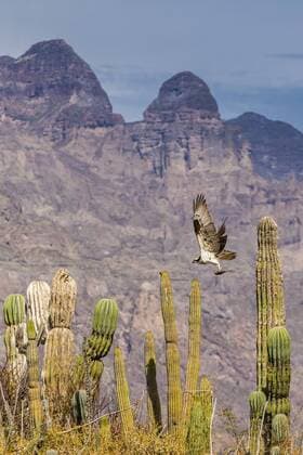 Osprey (Pandion haliaetus) taking flight with fish near Honeymoon Bay, Isla Danzante, Baja California Sur, Mexico, North America Copyright: MichaelxNolan 1112-2200