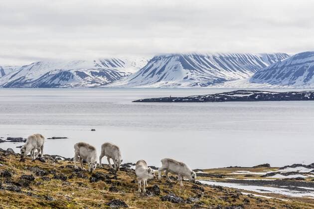Svalbard reindeer (Rangifer tarandus) grazing on the tundra in Varsolbukta, Bellsund, Spitsbergen, Arctic, Norway, Scandinavia, Europe Copyright: MichaelxNolan 1112-2544