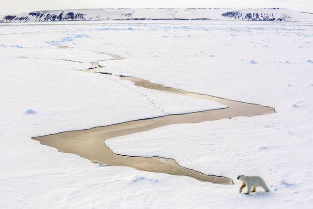 Adult polar bear (Ursus maritimus) on first year sea ice in Olga Strait, near Edgeoya, Svalbard, Arctic, Norway, Scandinavia, Europe Copyright: MichaelxNolan 1112-2555
