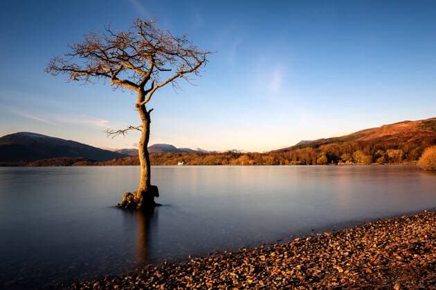 Lone tree at Loch Lomond, Scotland, United Kingdom, Europe Copyright: KarenxDeakin 1216-57