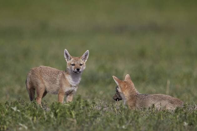 Serengeti jackal (golden jackal) (Canis aureus bea) pups, Ngorongoro Crater, Tanzania, East Africa, Africa Copyright: JamesxHager 764-4989