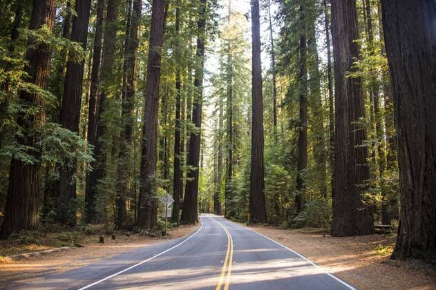 Road leading through the Avenue of the Giants, giant Redwood trees, Northern California, USA Copyright: MichaelxRunkel 816-7964