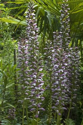  Blütenstand vom Akanthus (Acanthus), Parc Floral et Tropical de la Court d Aron, Saint Cyr en Talmondais, Vandee, Frankreich, Europa Copyright: imageBROKER/HelmutxMeyerxzurxCapellen ibxmzc04413645.jpg
