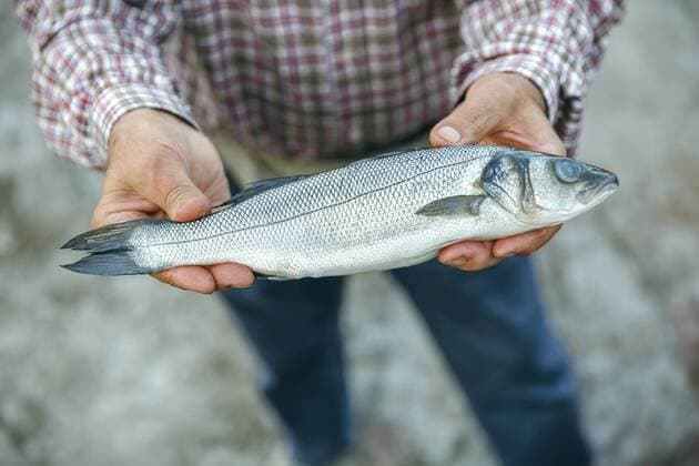 Senior man showing caught fish model released Symbolfoto  DAPF00445