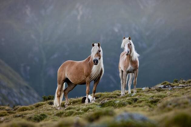  Haflinger auf der Alm, Lehmfuchs, Kühtai, Tirol, Österreich, Europa Copyright: imageBROKER/AlessandraxSarti iblpsa04415194.jpg