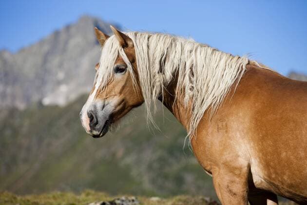  Haflinger vor Gebirge auf der Alm, Portrait, Kühtai, Tirol, Österreich, Europa Copyright: imageBROKER/AlessandraxSarti iblpsa04415210.jpg