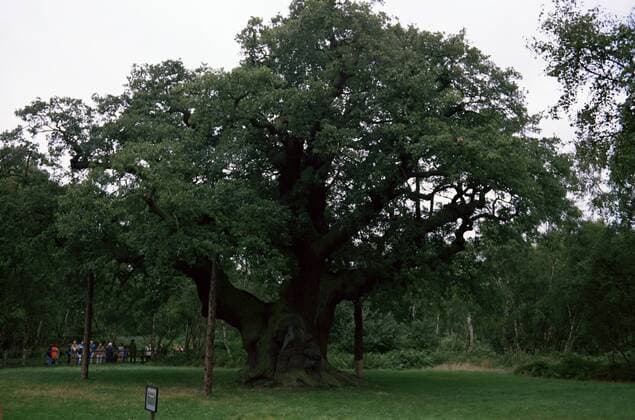 The Major Oak, Sherwood Forest, Nottinghamshire, England, United Kingdom, Europe Copyright: JennyxPate 225-1126