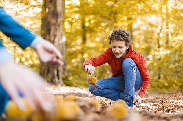 IMAGO Creative: Herbst, Kastanien sammeln Smiling boy collecting sweet chestnuts in the forest model released Symbolfoto  DIGF01411