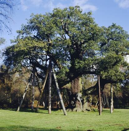 The Major Oak (Robin Hood Tree), Sherwood Forest, Nottinghamshire, England Copyright: LxBond 36-608
