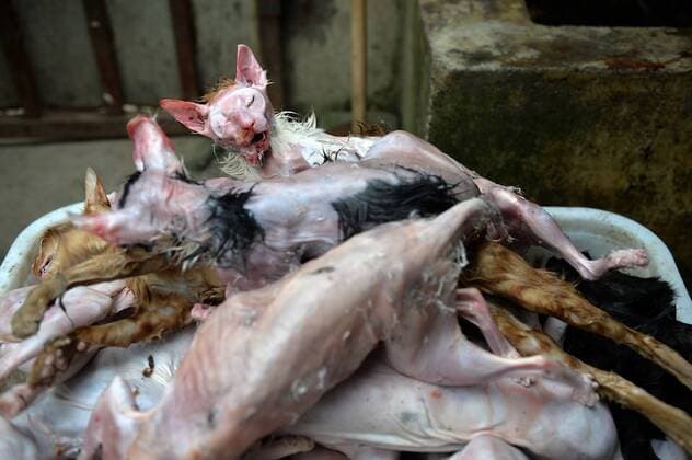 CHENGDU, CHINA - NOVEMBER 23: Dead cats are found and collected in the basket at Banzhuyuan Town on November 23, 2016 in Chengdu, Sichuan Province of China. Fake cat lover Huang Pingfu bought over 100 live cats from cat catchers everyday. He would picked out a few precious breeds to raise in a decorated house for cats only and then sale them for money. The rest cats would be killed and sold as rabbits, civets and other wild animals in Sichuan or Guangxi. Chengdu food and drug administration, local public security bureau, local market and quality supervision commission, local animal husbandry bureau investigated treated Huang s cat business on Nov 22.  CFP496242013