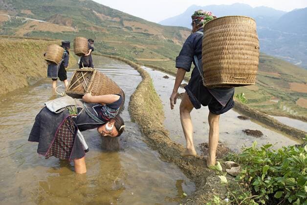 IMAGO Cultures of the world, Schwarze Hmong in Nordvietnam Young girl from Black Hmong ethnic group working on the rice fields, Sapa area, Vietnam, Indochina, Southeast Asia, Asia Copyright: BrunoxMorandi Editorial Use Only 712-2495