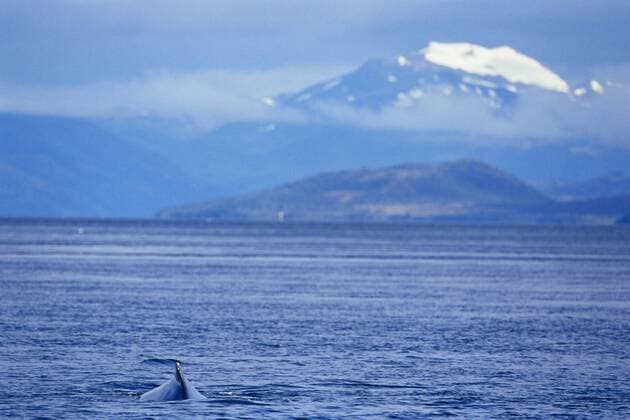 IMAGO Nature: Unsere Erde, Naturschutz, Naturschutzgebiete in S?damerika Humpback whale (Megaptera novaeangliae), and snow coverd mountains in the background, Francisco Coloane Marine Park, Strait of Magallanes (Magellan), Patagonia, Chile, South America Copyright: MarcoxSimoni 718-963