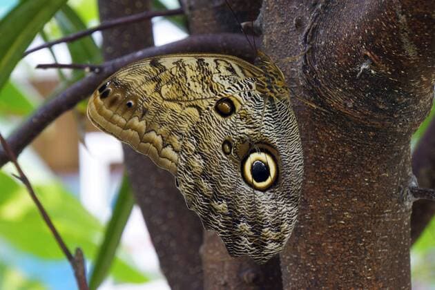 Bananenfalter, Bananen-Falter, Caligo eurilochus (Caligo eurilochus), an einem Stamm Forest Giant Owl (Caligo eurilochus), at a trunk BLWS440953 Copyright: xblickwinkel E.xTeisterx