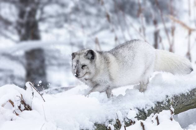Arctic fox vixen (Vulpes lagopus), captive, Highland Wildlife Park, Kingussie, Scottish Highlands, Scotland, United Kingdom, Europe Copyright: Annx&xStevexToon 743-1387