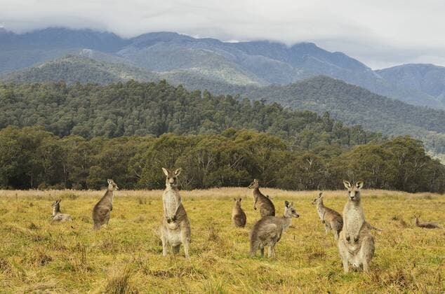 Eastern grey kangaroos, Geehi, Kosciuszko National Park, New South Wales, Australia, Pacific Copyright: JochenxSchlenker 756-2020