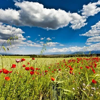 Wild poppies (Papaver rhoeas) and wild grasses in front of Sierra Nevada mountains, Andalucia, Spain, Europe Copyright: GilesxBracher 1102-30