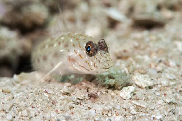 Gold speckled shrimp goby (Ctenogobiops pomastictus), Sulawesi, Indonesia, Southeast Asia, Asia Copyright: LisaxCollins 1103-241