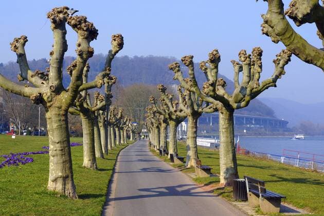 Ahornblaettrige Platane, Gewoehnliche Platane, Bastardplatane, Bastard-Platane, Hybrid-Platane, Hybridplatane (Platanus hispanica, Platanus x hybrida, Platanus hybrida, Platanus acerifolia), Platanen mit Fruehjahrsschnitt an der Rheinpromenade, Deutschland, Rheinland-Pfalz, Andernach European plane, maple-leaved plane, London plane, London planetree (Platanus hispanica, Platanus x hybrida, Platanus hybrida, Platanus acerifolia), pollarded planes , Germany, Rhineland-Palatinate, Andernach BLWS440981 Copyright: xblickwinkel E.xTeisterx