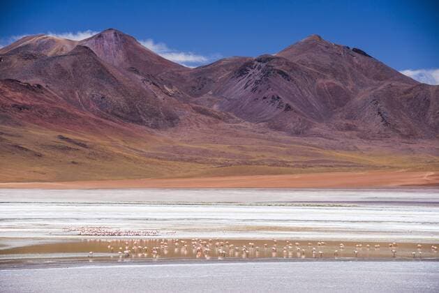 Flamingos at Laguna Hedionda, a salt lake area in the Altiplano of Bolivia, South America Copyright: MatthewxWilliams-Ellis 1109-2001