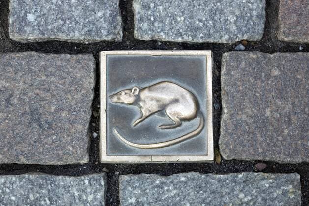  Bodenfliese mit Ratte, Rattenfängerroute, Markierung des Altstadtrundgangs, Altstadt, Hameln, Niedersachsen, Deutschland, Europa Copyright: imageBROKER/ThomasxRobbin ibxrbb04412426.jpg