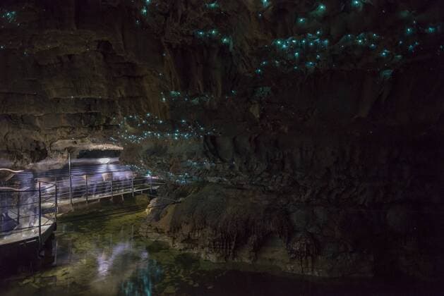 Glow worms in Waitomo Caves, Waikato Region, North Island, New Zealand, Pacific Copyright: MatthewxWilliams-Ellis 1109-2853
