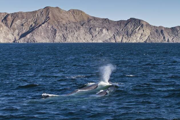 Blue whale cow (Balaenoptera musculus) and calf, southern Gulf of California (Sea of Cortez), Baja California Sur, Mexico, North America Copyright: MichaelxNolan 1112-272