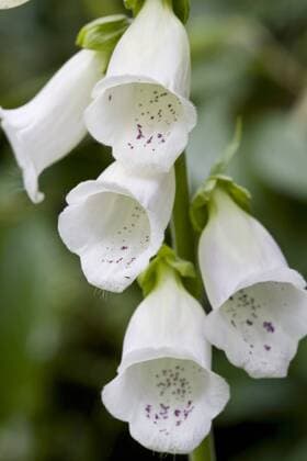IMAGO Nature: Unsere Erde: Pflanzenwelt: Gepunktete Pflanzen Foxgloves in a country garden, Swinbrook, Oxfordshire, United Kingdom Copyright: TimxGraham 1161-2868