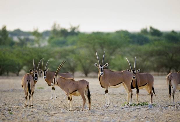 Rare Arabian Oryx, Oryx leucoryx, endangered species in Qatar, The Gulf States Copyright: TimxGraham 1161-7969
