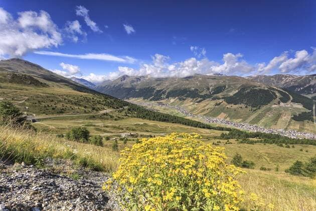 Summer flowers, Minor Valley, High Valtellina, Livigno, Lombardy, Italy, Europe Copyright: RobertoxMoiola 1179-791