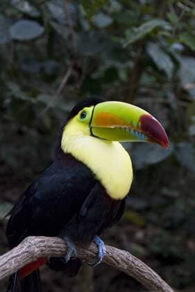 Keel-billed toucan (rainbow-billed toucan) (Ramphastos Sulfuratus), Macaw Mountain Bird Park, near Copan, Honduras, Central America Copyright: RichardxMaschmeyer 801-402