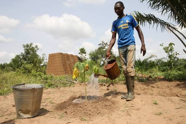 Man watering plants, Tori, Benin, West Africa, Africa Copyright: Godong 809-4423