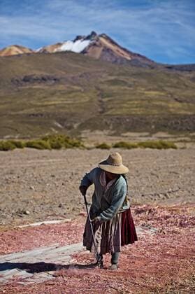 IMAGO Nature: Unsere Erde, Klimawandel, Ern?hrung, Pflanzen der Zukunft, Quinoa Landwirtschaft, Quinoa Anbau Farming quinoa, a super food, on the Bolivian Altiplano, Bolivia, South America Copyright: JamesxMorgan 824-130