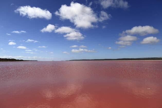 Edible algae provides a pink hue to the Hutt Pink Lagoon, Port Gregory, Western Australia, Australia, Pacific Copyright: StuartxForster 826-363
