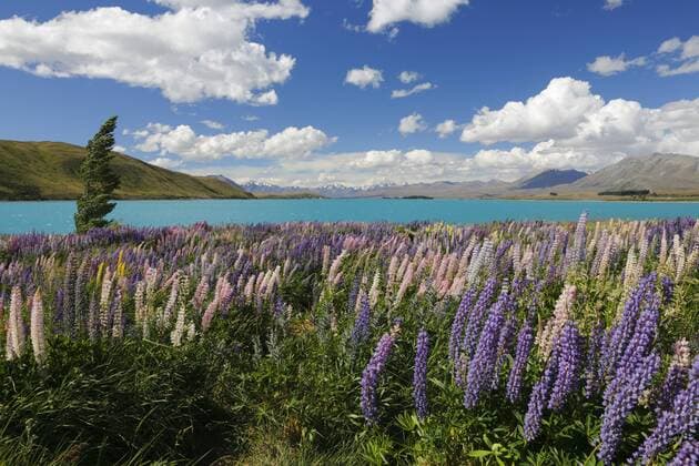Lupins beside lake, Lake Tekapo, Canterbury region, South Island, New Zealand, Pacific Copyright: StuartxBlack 846-1968