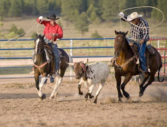 Bryce Rodeo, Bryce, Utah, United States of America, North America Copyright: BenxPipe 848-550